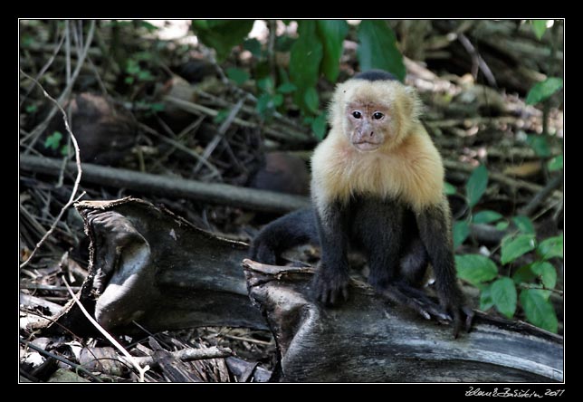 Costa Rica - Nicoya peninsula - white throated capuchin