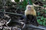 Costa Rica - Nicoya peninsula - white throated capuchin