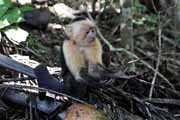 Costa Rica - Nicoya peninsula - white throated capuchin