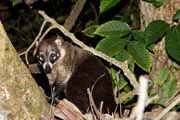 Costa Rica - Nicoya peninsula - coati