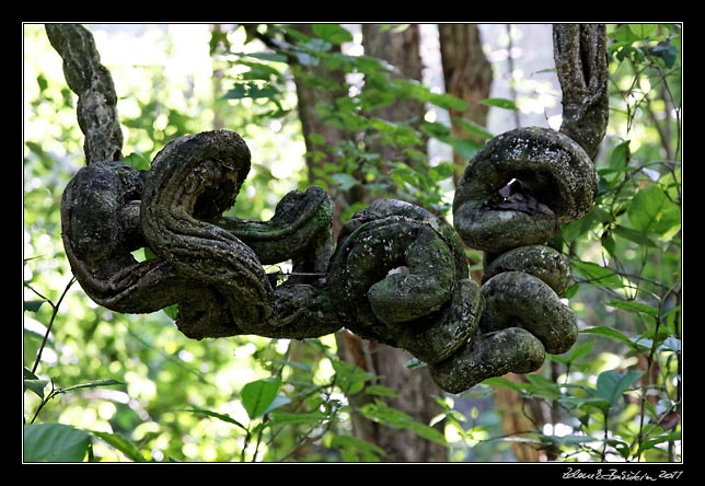 Costa Rica - Nicoya peninsula - Gordian branch