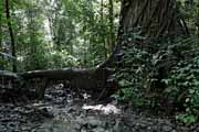 Costa Rica - Nicoya peninsula - Cabo Blanco Reserve