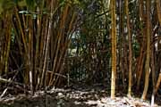 Costa Rica - Nicoya peninsula - bamboo