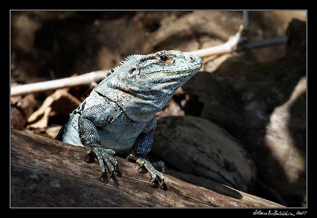 Costa Rica - Nicoya peninsula - black ctenosaur