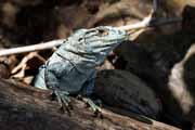 Costa Rica - Nicoya peninsula - black ctenosaur