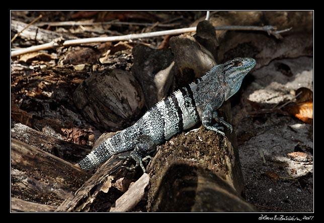 Costa Rica - Nicoya peninsula - black ctenosaur