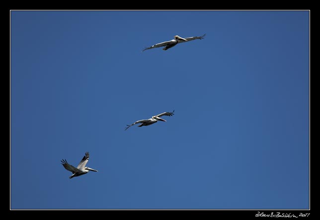 Costa Rica - Nicoya peninsula - pelicans