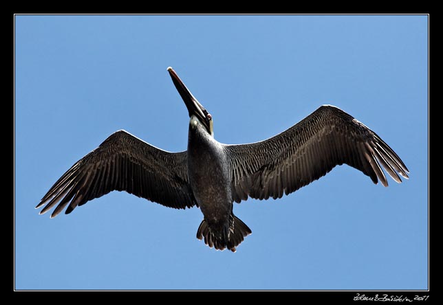 Costa Rica - Nicoya peninsula - pelican