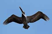 Costa Rica - Nicoya peninsula - pelican