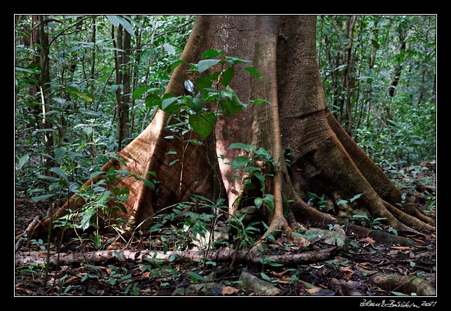 Costa Rica - Nicoya peninsula - ficus