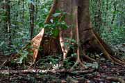 Costa Rica - Nicoya peninsula - ficus