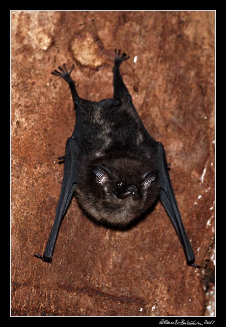 Costa Rica - Nicoya peninsula - bat