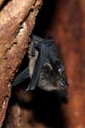 Costa Rica - Nicoya peninsula - bat