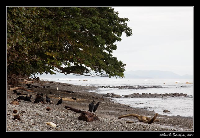 Costa Rica - Nicoya peninsula - vultures