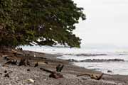 Costa Rica - Nicoya peninsula - vultures