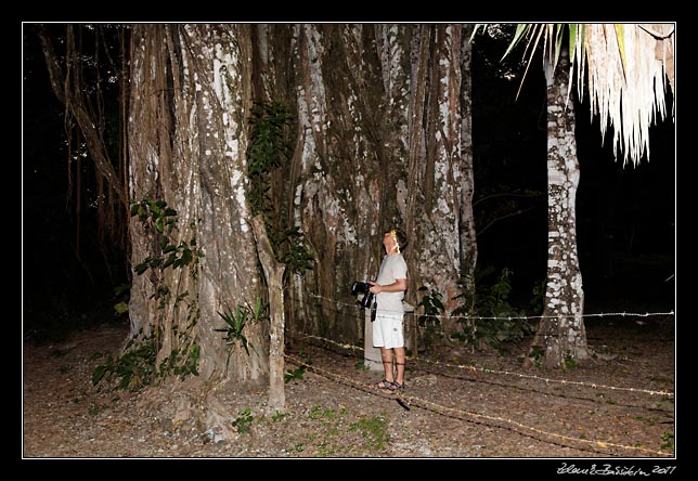 Costa Rica - Nicoya peninsula -  giant <i>ficus cotinifolia</i>