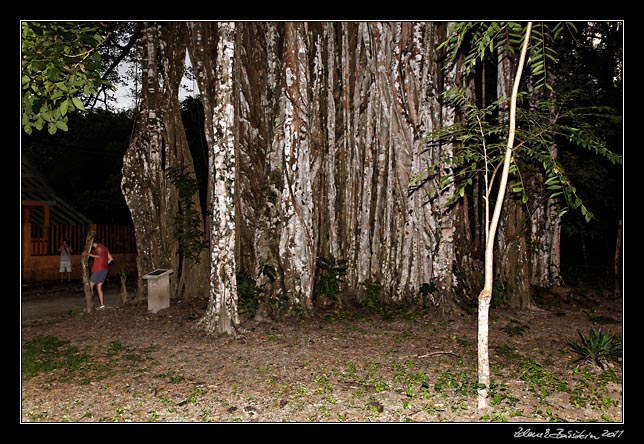 Costa Rica - Nicoya peninsula -  giant <i>ficus cotinifolia</i>