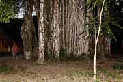 Costa Rica - Nicoya peninsula -  giant <i>ficus cotinifolia</i>