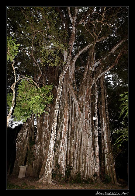 Costa Rica - Nicoya peninsula -  giant <i>ficus cotinifolia</i>