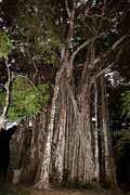 Costa Rica - Nicoya peninsula -  giant <i>ficus cotinifolia</i>