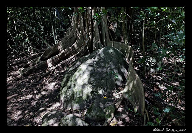 Costa Rica - Rincn de la Vieja - ficus roots