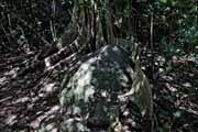 Costa Rica - Rincn de la Vieja - ficus roots