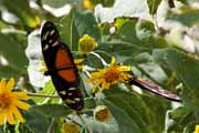 Costa Rica - Rincn de la Vieja - five-spotted longwing