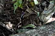 Costa Rica - Rincn de la Vieja - blue morpho