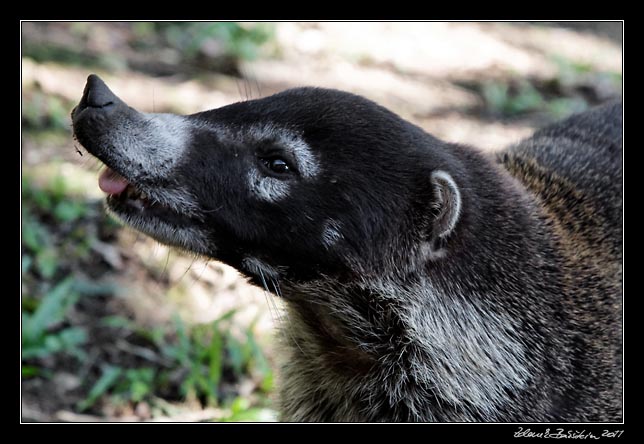 Costa Rica - Rincn de la Vieja - white nosed coati