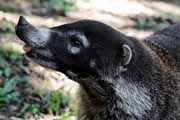 Costa Rica - Rincn de la Vieja - white nosed coati