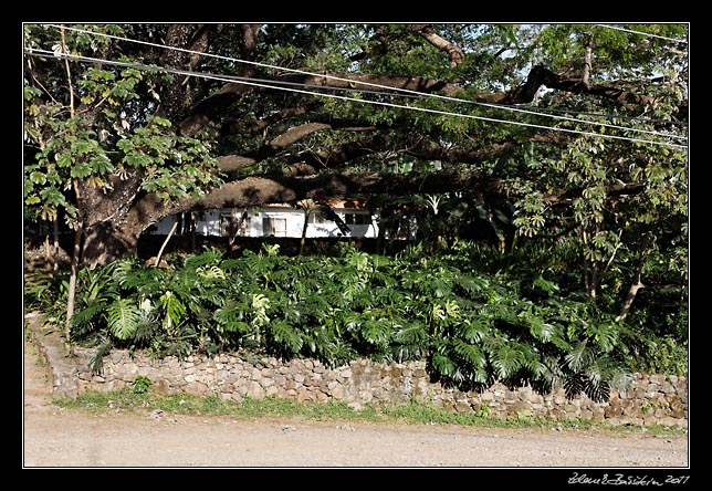 Costa Rica - Rincn de la Vieja - monstera