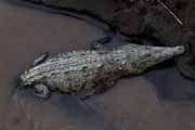 Costa Rica - Pacific coast - american crocodile