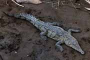 Costa Rica - Pacific coast - american crocodile