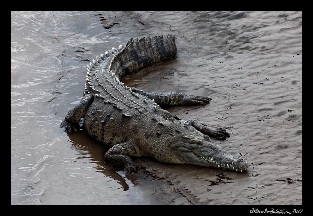 Costa Rica - Pacific coast - american crocodile