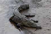 Costa Rica - Pacific coast - american crocodile