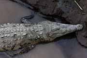 Costa Rica - Pacific coast - american crocodile