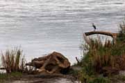 Costa Rica - Pacific coast - Trcoles river