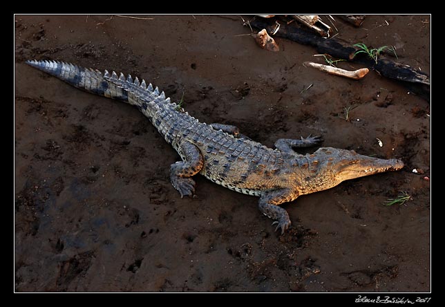 Costa Rica - Pacific coast - american crocodile