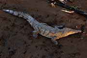 Costa Rica - Pacific coast - american crocodile