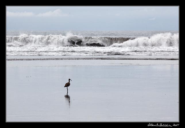 Costa Rica - Pacific coast - playa Matapalo