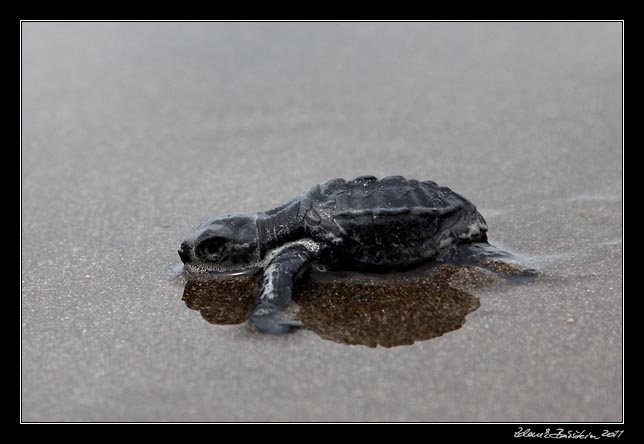 Costa Rica - Pacific coast - Olive Ridley hatchling on Matapalo beach