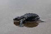 Costa Rica - Pacific coast - Olive Ridley hatchling on Matapalo beach