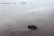 Costa Rica - Pacific coast - Olive Ridley hatchling on Matapalo beach