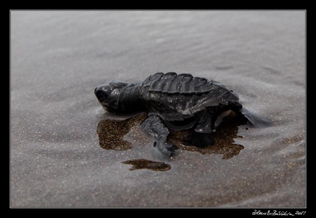 Costa Rica - Pacific coast - Olive Ridley hatchling on Matapalo beach