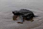 Costa Rica - Pacific coast - Olive Ridley hatchling on Matapalo beach