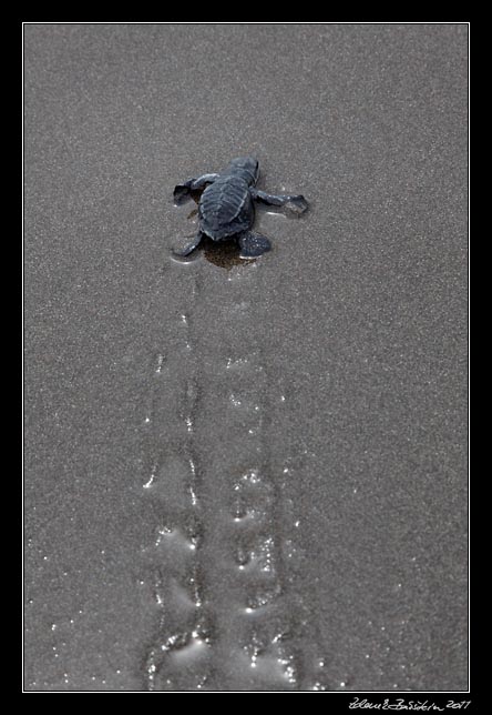 Costa Rica - Pacific coast - Olive Ridley hatchling on Matapalo beach