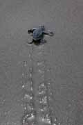 Costa Rica - Pacific coast - Olive Ridley hatchling on Matapalo beach