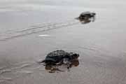 Costa Rica - Pacific coast - Olive Ridley hatchling on Matapalo beach