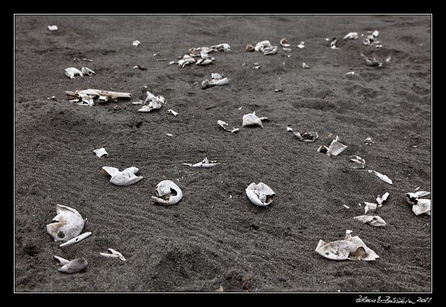 Costa Rica - Pacific coast - remnants of turtle eggs