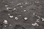 Costa Rica - Pacific coast - remnants of turtle eggs